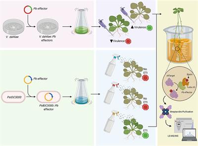 Looking for a Cultured Surrogate for Effectome Studies of the Clubroot Pathogen